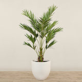 Kentia Palm <br> 270cm