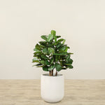 Trees-Artificial Fiddle Tree <br> 90cm-Bloomr