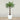 Trees-Artificial Phoenix Palm Tree 180cm-Bloomr