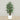 Trees-Artificial Rubber Plant <br> 150cm-Bloomr