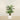 Trees-Artificial Palm Tree 150cm-Bloomr