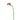 Flowers-Calla Lily-Bloomr