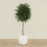 -Artificial Mini Ficus Tree 210cm-Bloomr