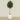 -Artificial Mini Ficus Tree 240cm-Bloomr