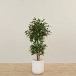 -Artificial Mini Ficus Tree 150cm-Bloomr