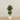 '-Artificial Mini Ficus Tree 150cm-Bloomr