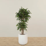 -Artificial Mini Ficus Tree 180cm-Bloomr