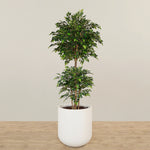 -Artificial Mini Ficus Tree 210cm-Bloomr