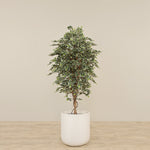 -Artificial Mini Ficus Tree 180cm-Bloomr