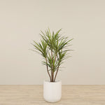 -Artificial Draecena Tree 130cm-Bloomr