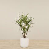 -Artificial Draecena Tree 130cm-Bloomr