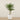 Trees-Artificial Phoenix Palm 180cm-Bloomr