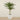 Trees-Artificial Phoenix Palm Tree <br> 210cm-Bloomr