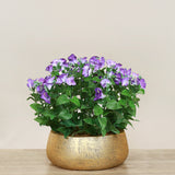 Artificial Torenia Arrangement