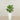 Artificial Calathea Tree 70cm