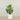 Artificial Calathea Tree 90cm
