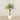 -Artificial Phoenix Palm 180cm-Bloomr