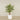 Artificial Areca Palm 180cm