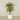 Artificial Areca Palm Tree 240cm