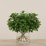 Floral Arrangement-Laurel Leaf Arrangement in Glass Vase-Bloomr