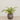 -Artificial Fern Arrangement in Ceramic Vase-Bloomr