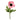 Flowers-Anemone-Bloomr