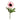 Flowers-Anemone-Bloomr