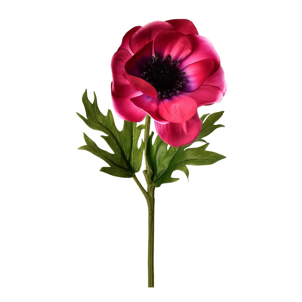 Anemone - Bloomr