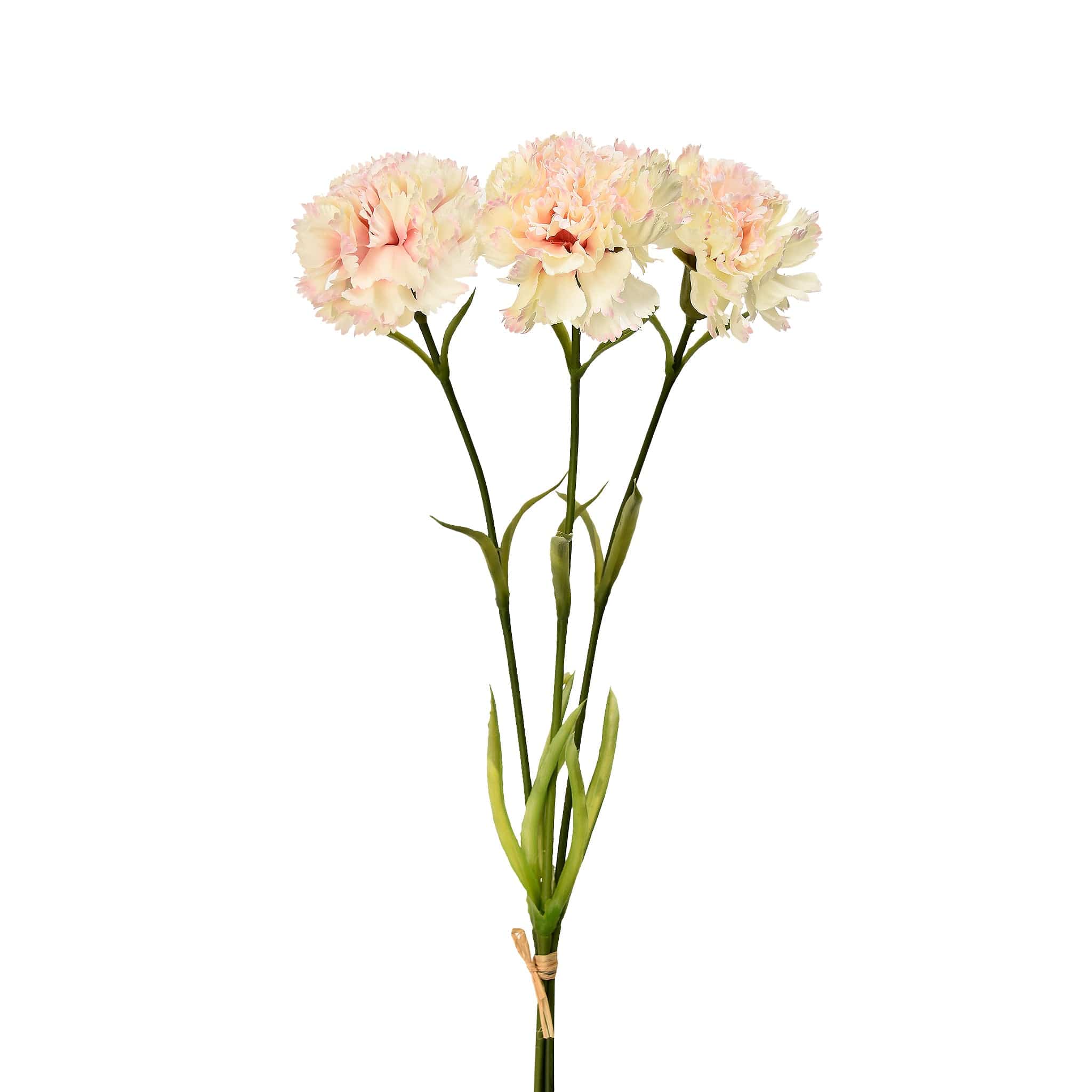 Carnation - Bloomr