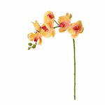 Orchid Stem - Bloomr