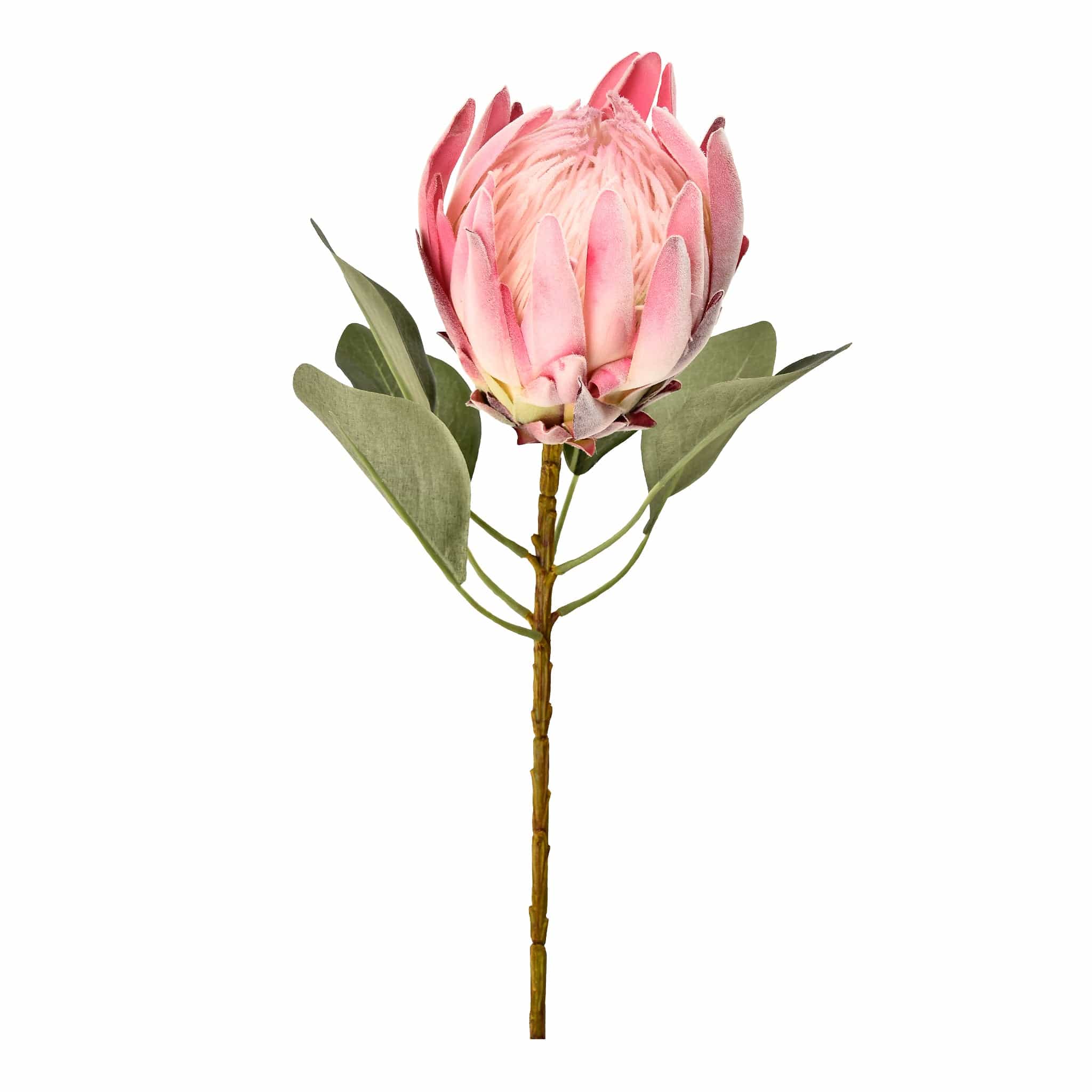 Protea - Bloomr