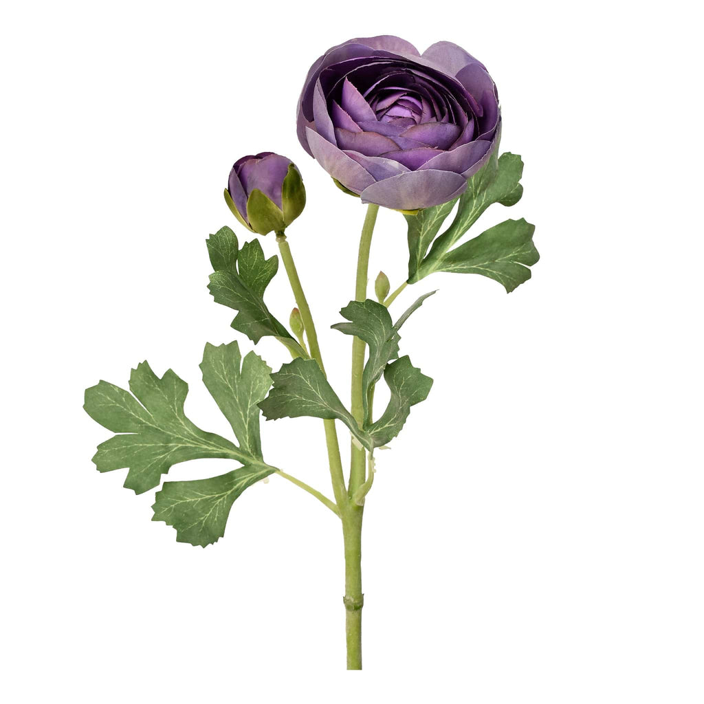 Ranunculus - Bloomr