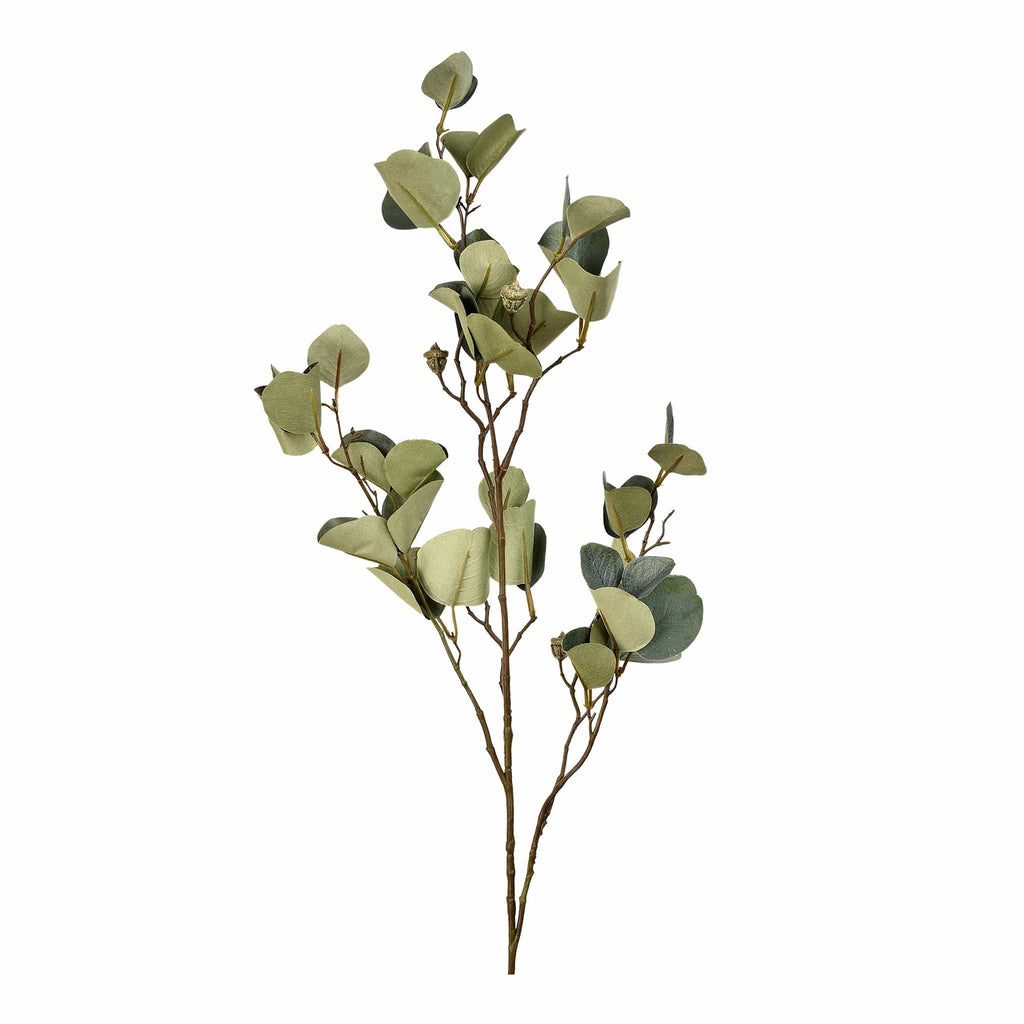 Eucalyptus - Bloomr