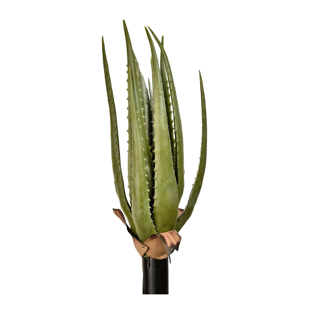 Aloe - Bloomr