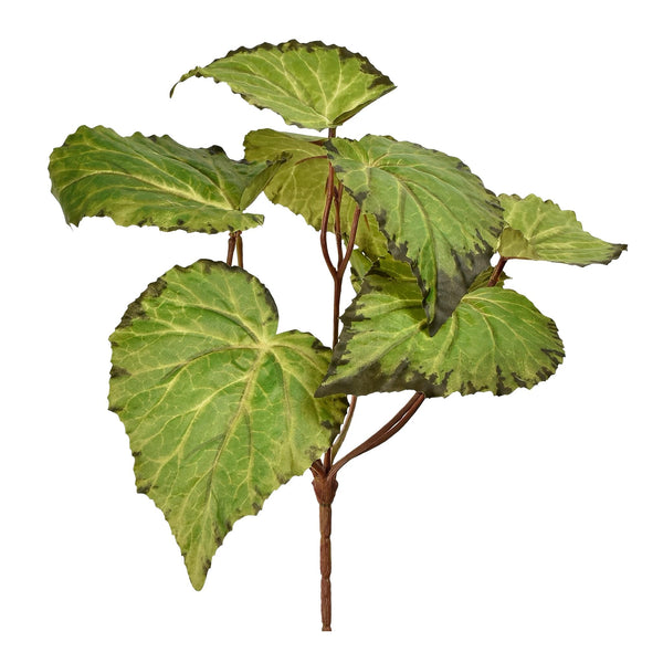 Begonia - Bloomr