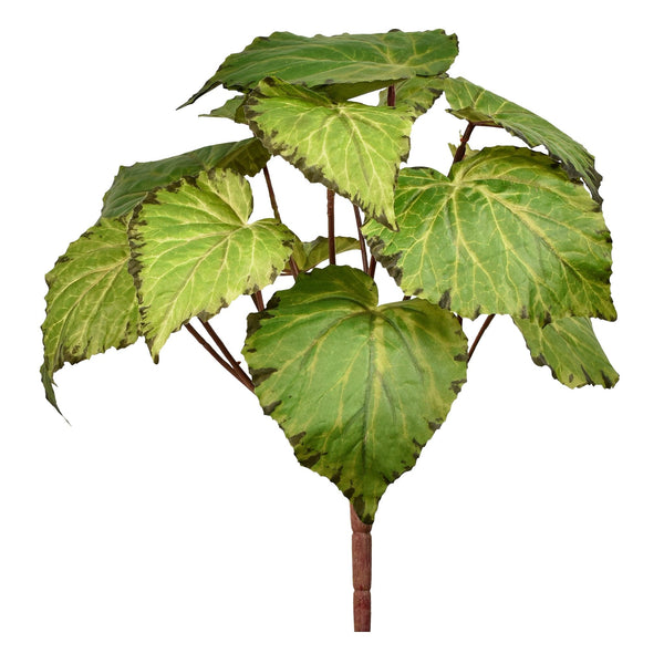 Begonia - Bloomr