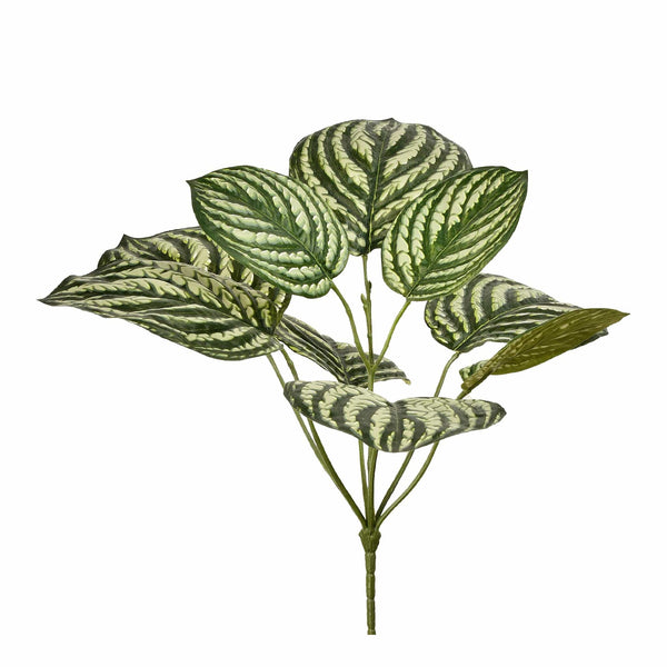 Peperomia - Bloomr