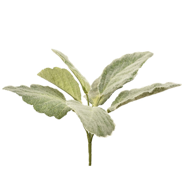 Salvia - Bloomr