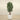 Trees-Artificial Aralia Tree <br> 180cm-Bloomr