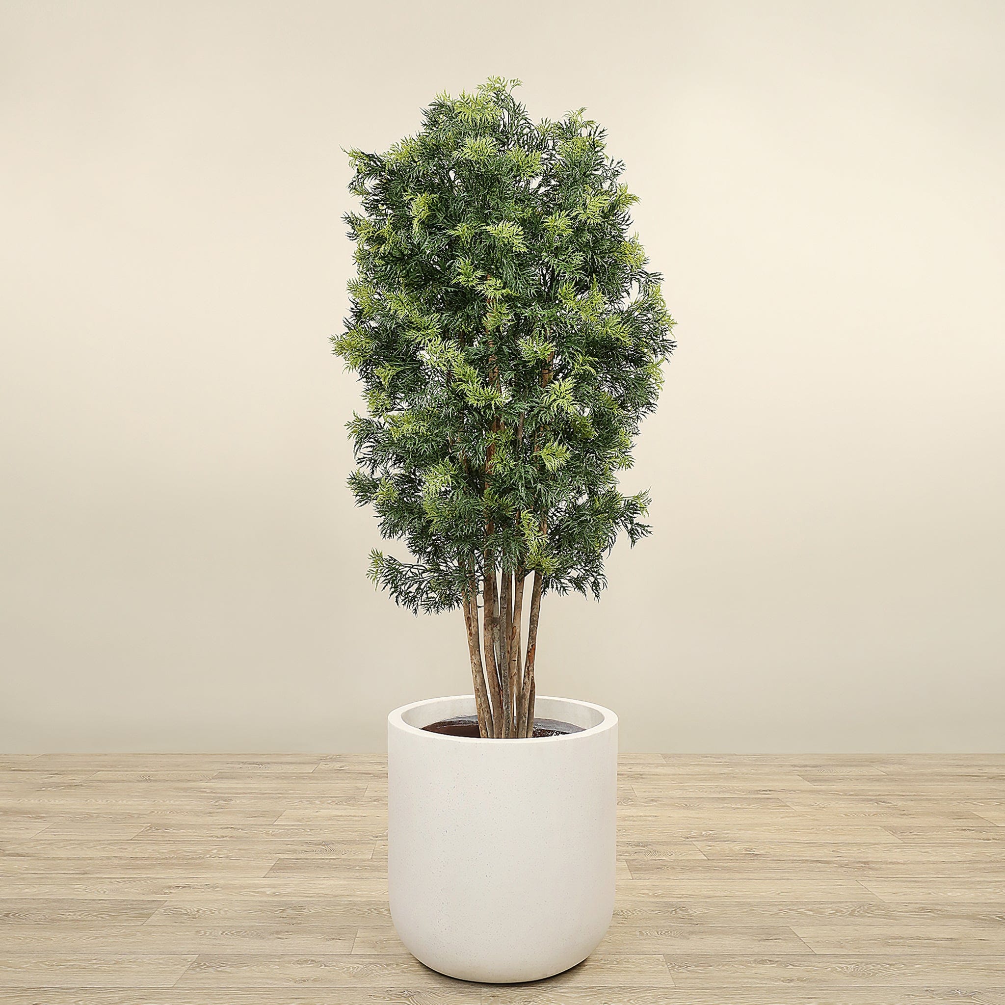 Artificial Aralia Tree <br> 180cm - Bloomr