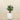 Trees-Artificial Jade Plant<br> 70cm-Bloomr