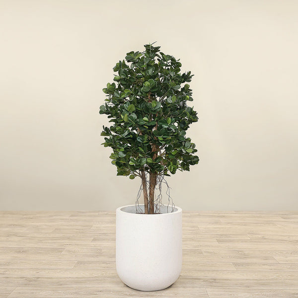 Artificial Panda Ficus Tree <br> 120cm - Bloomr