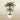 Trees-Artificial Phoenix Palm Tree <br> 240cm-Bloomr