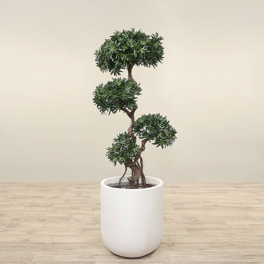 Artificial Podocarpus Tree <br> 150cm - Bloomr