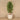 -Artificial Draecena Tree 180cm-Bloomr