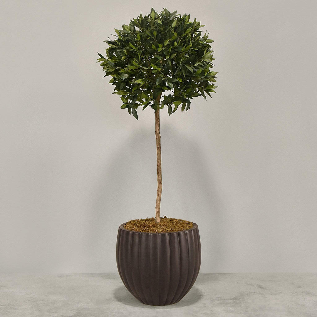 Artificial Laurel Tree with Pot - Bloomr