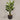 Desginers Collection-Artificial Travelers Palm with Pot-Bloomr