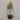 Desginers Collection-Artificial Olive Tree With Pot-Bloomr