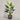 Desginers Collection-Artificial Strelitzia With Pot-Bloomr