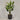 Desginers Collection-Artificial Travelers Palm with Pot-Bloomr